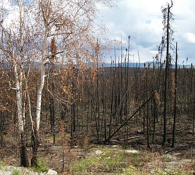 wildfire damage along Taylor Highway