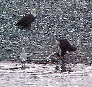 Chilkat River eagles