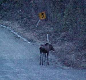 moose in road