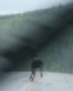 ass of a moose in the road