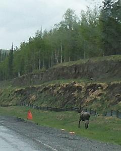 moose beside road