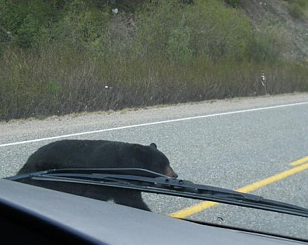 bear crossing road