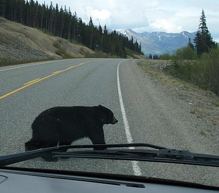 bear crosses road